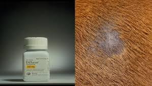 A white round hairless patch on the flank of a brown horse, with a bottle of medication labeled Ditrim on the left.