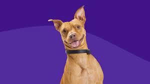 A brown and white dog smiles in front of a purple background.