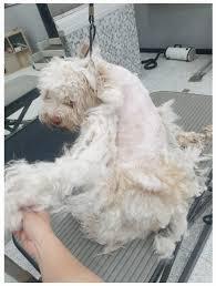 A dog with long white fur is being groomed, and the fur on one side of its body has been shaved off.