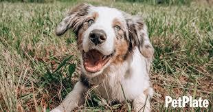 A happy Australian Shepherd dog with blue eyes and a white, brown, and gray coat is lying in the grass.