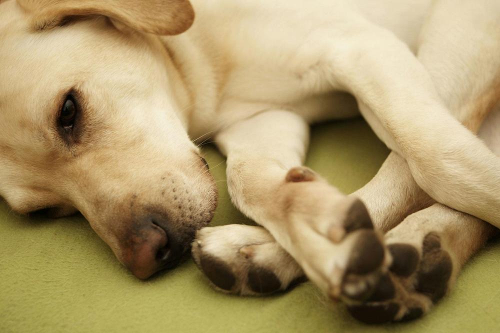 A close up of a yellow labrador retriever dog sleeping on a green blanket.