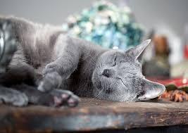 A gray cat is sleeping on a wooden table.