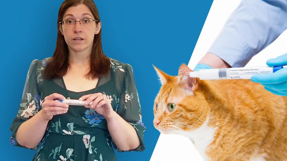 A veterinarian holds a cat while another person holds a syringe near the cats ear.