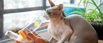 A hairless cat is getting an asthma treatment with an inhaler.