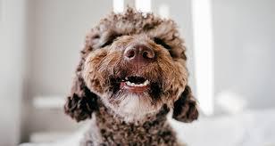 A brown toy poodle with a large smile on his face.