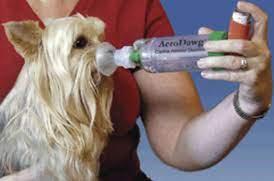 A dog is receiving oxygen therapy from a mask connected to a small green and clear plastic device.