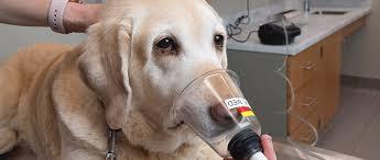 A dog wearing an oxygen mask is being held by a veterinarian.