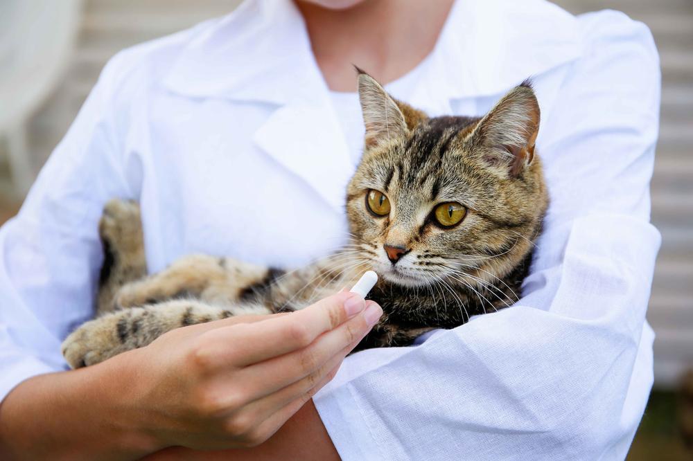 A veterinarian is holding a cat and giving it a pill.