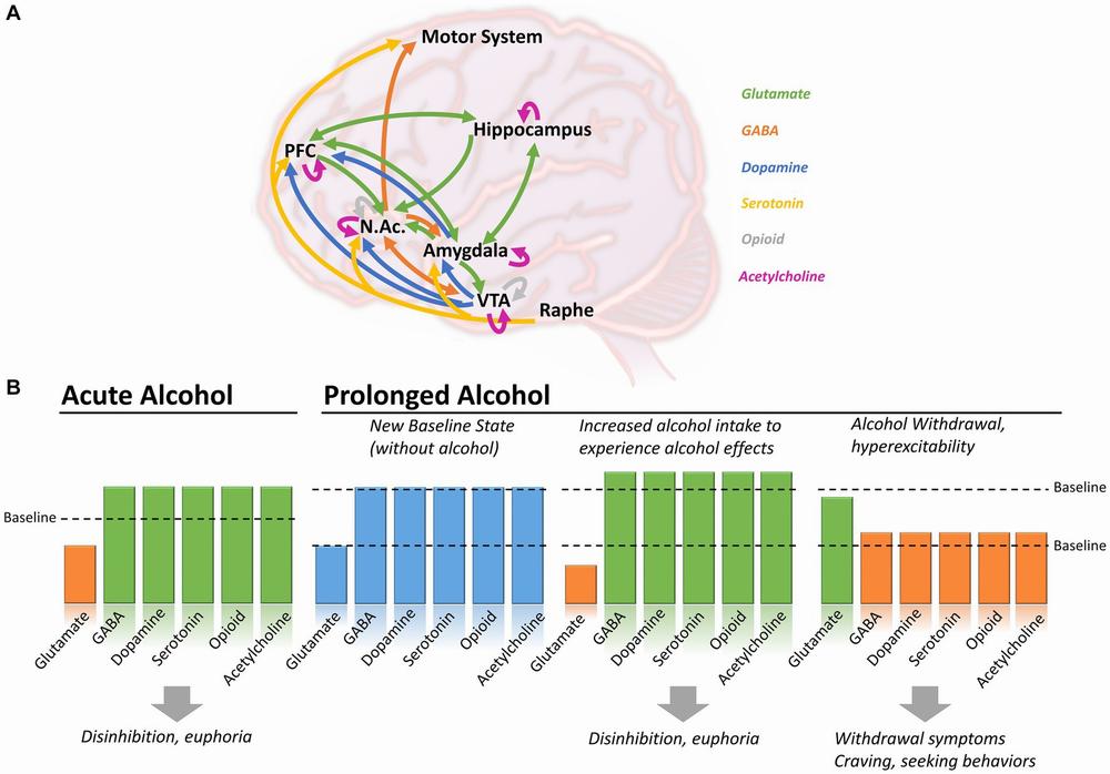 A schematic overview of the acute and chronic effects of alcohol on the brain reward system.