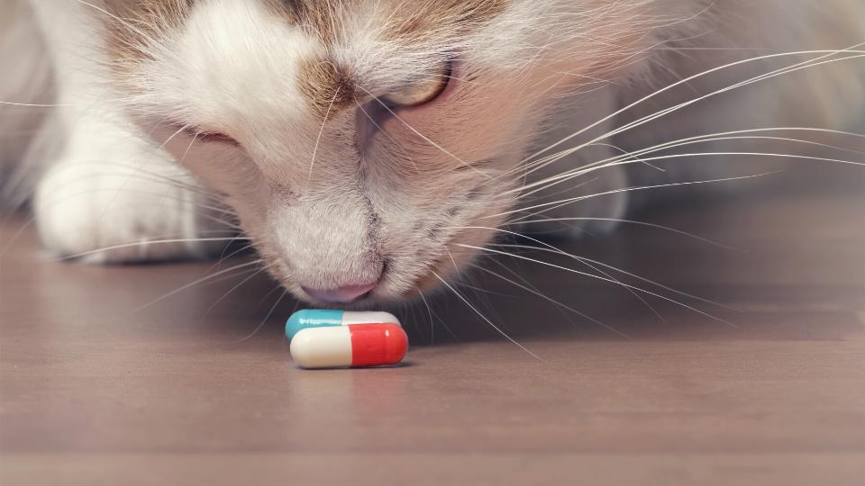 A white cat with brown patches sniffs at two pills on the floor.