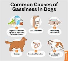 A chart of common causes of gassiness in dogs, including food, parasites, and breed-specific reasons.