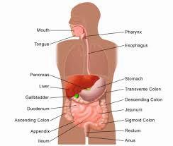 A diagram showing the digestive system and its organs.
