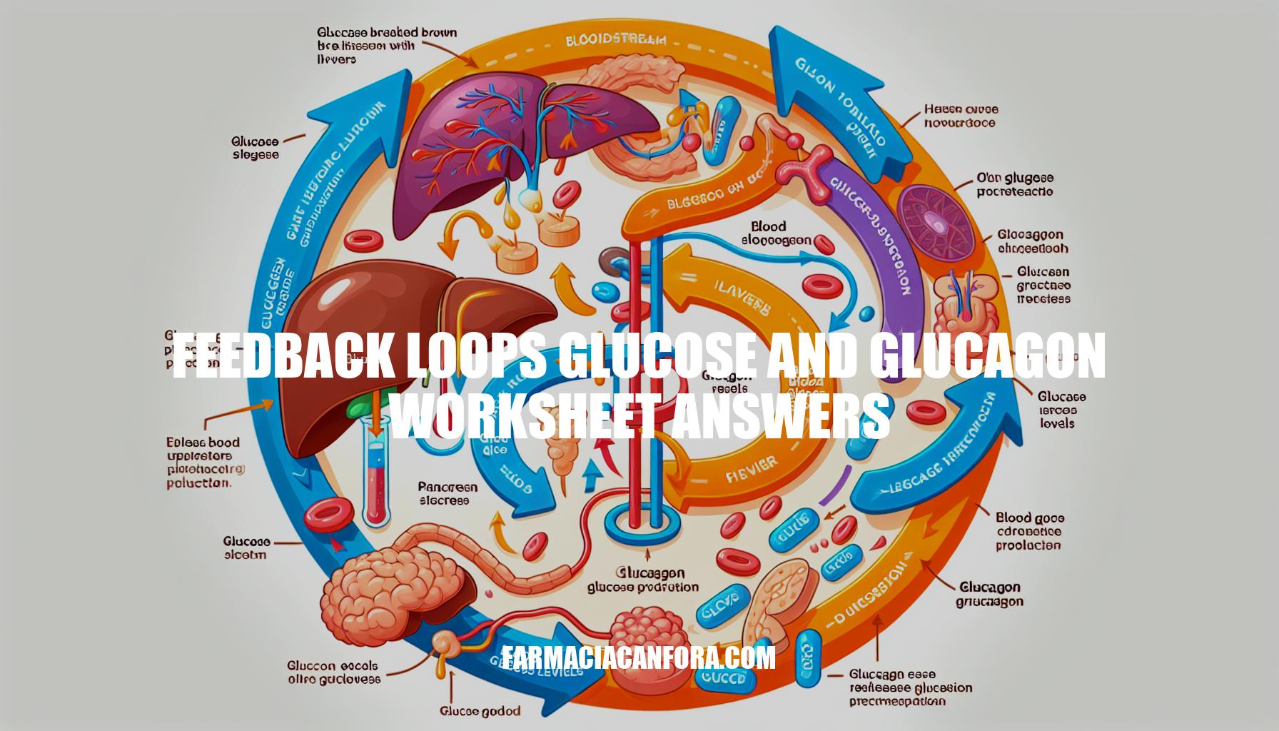Understanding Feedback Loops: Glucose and Glucagon Worksheet Answers