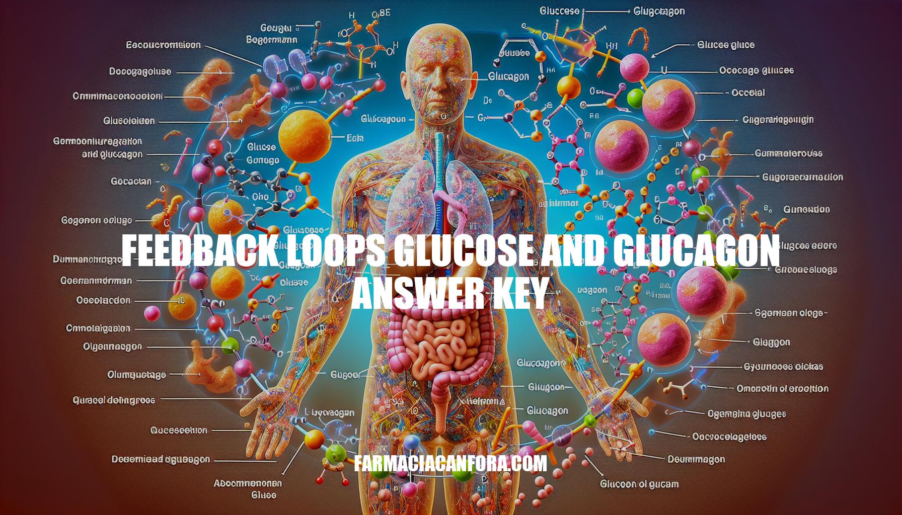 Understanding Feedback Loops of Glucose and Glucagon: Answer Key