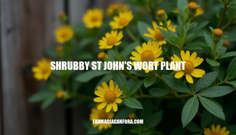 Benefits of Shrubby St John's Wort Plant