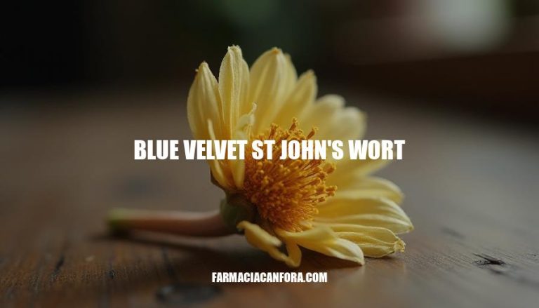 Blue Velvet St John's Wort Benefits and Uses