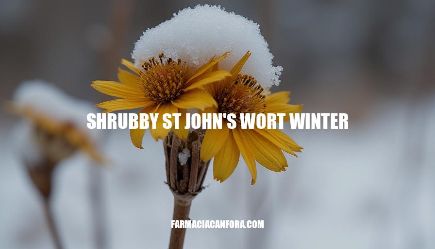 Shrubby St John’s Wort Winter Care Tips