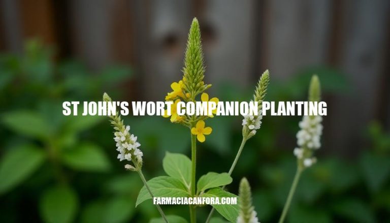 St John's Wort Companion Planting Guide