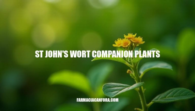 St John’s Wort Companion Plants: A Guide to Harmonious Gardening